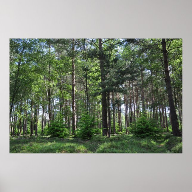 Poster New Forest Landscape England (Frente)