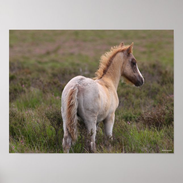 Poster New Forest Pony Foal Em Scrub (Frente)