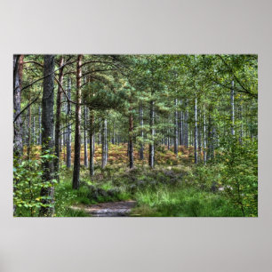 Poster New Forest Woodland Trees Nature Scene, Inglaterra