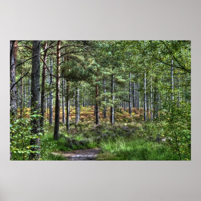 Poster New Forest Woodland Trees Nature Scene, Inglaterra (Frente)