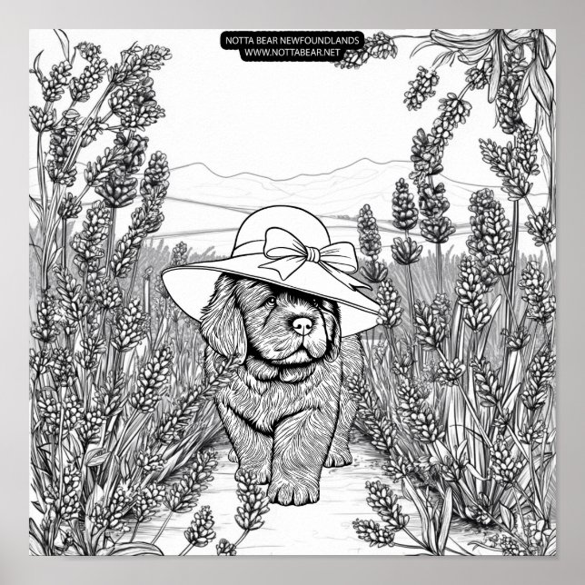 Poster Newfoundland Puppy Dog in a Lavender Flower Field (Frente)