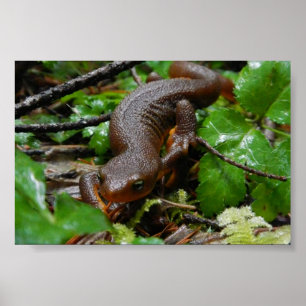 Pôster newt áspero-descascado
