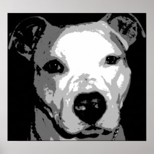 Pôster Nibs o pitbull