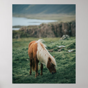 POSTER NICE HORSE