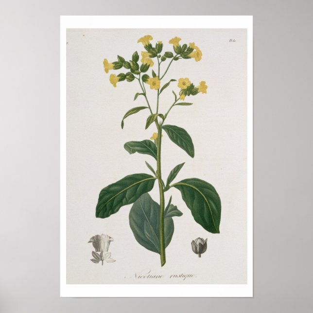 Poster Nicotiana do 'Phytographie Medicale' por Joseph R (Frente)