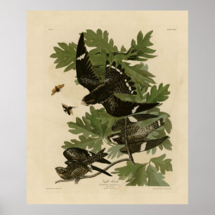 Poster Night Hawk - As Aves da América de John James Audu