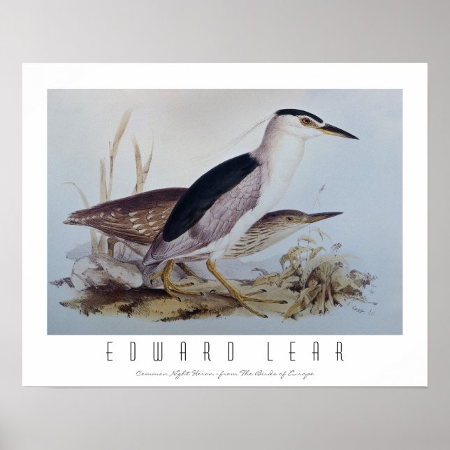 Poster Night Herons (Frente)