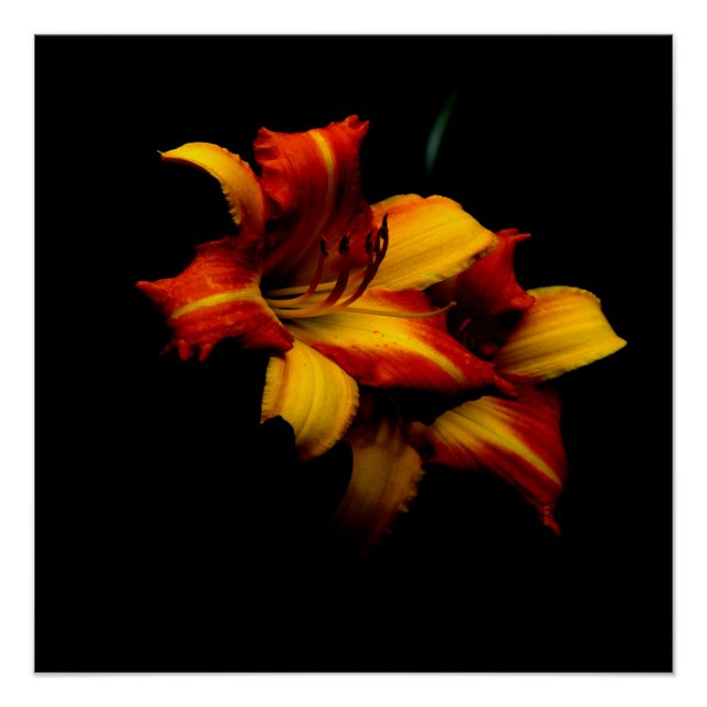 Pôster Night Lily... (Frente)