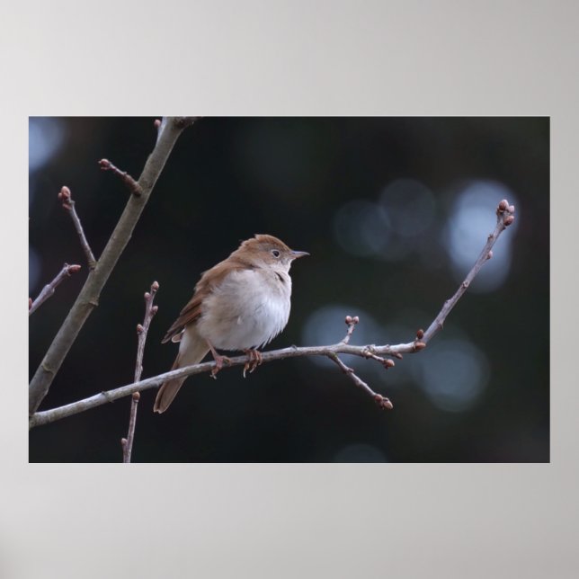 Poster Nightingale (Frente)