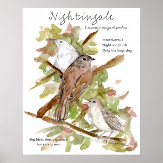 Poster Nightingale Songbird Leaves Trees Drawing