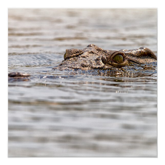 Pôster Nile Crocodilo (Frente)