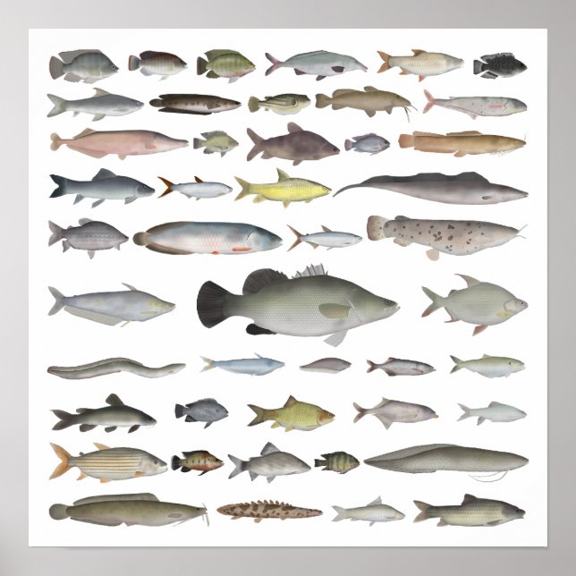 Poster Nile River Basin Fish Group (Frente)
