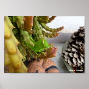 Poster Ninfa de Gafanhoto Egípcio na Planta de Cacto Carn