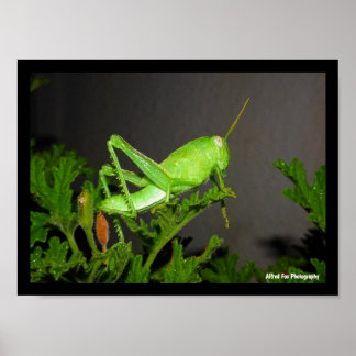 Poster Ninfa de Gafanhoto Egípcio na Planta de Citronela