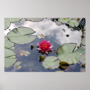Pôster Ninfhaea Gloriosa