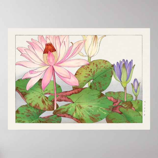 Poster Ninfhaea Lotus #1, Rosa, Lily Pad, Tanigami Konan, (Frente)