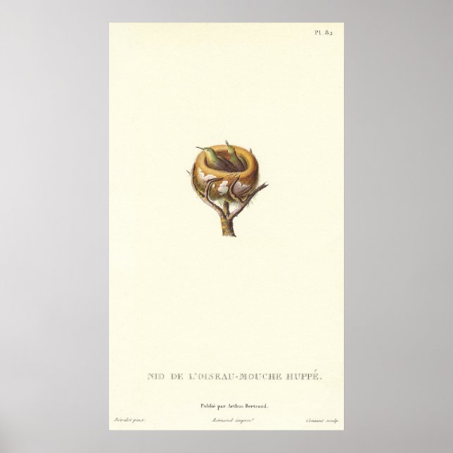 Pôster Ninho Adorável de Pássaros-do-Homem Deprimidos - B (Frente)