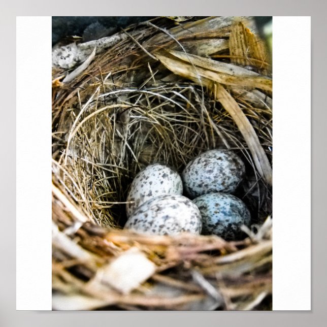 Pôster Ninho de aves (Frente)