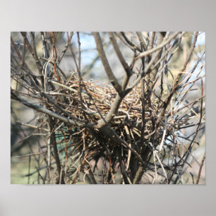 Pôster Ninho de Pássaro Abandonado