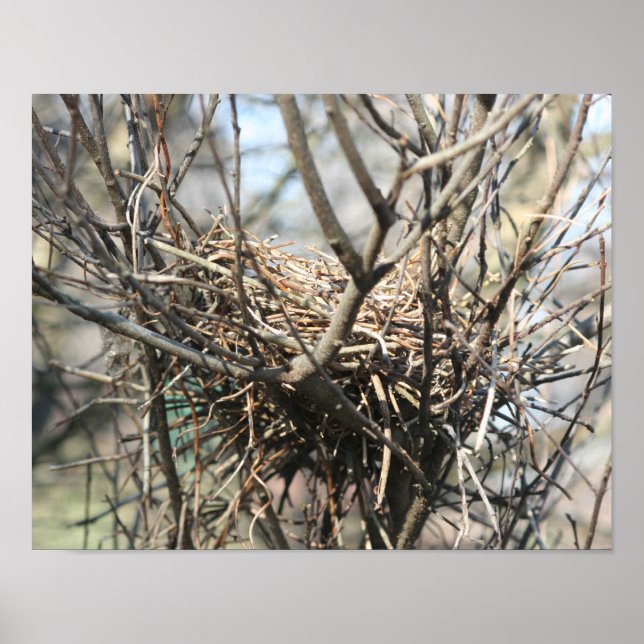 Pôster Ninho de Pássaro Abandonado (Frente)