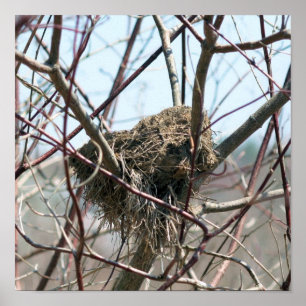 Poster Ninho De Pássaro Abandonado Em Primavera