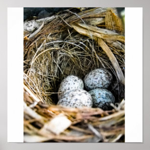 Pôster Ninho dos pássaros