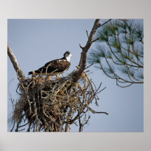 Pôster Ninho Osprey