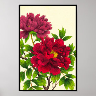 Pôster Nishimura Hodo Peônia flores japonesas arte fino