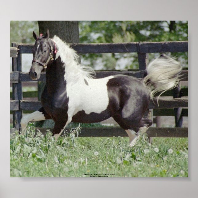 Pôster Nite da Fama (Frente)