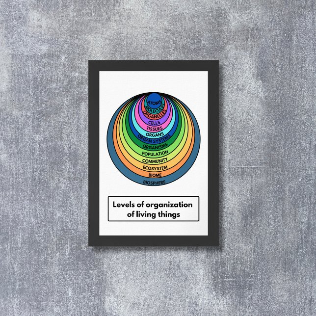 Poster Níveis de organização dos seres vivos (Criador carregado)