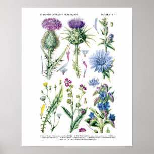 Poster No. botânico 11 da arte do Wildflower inglês