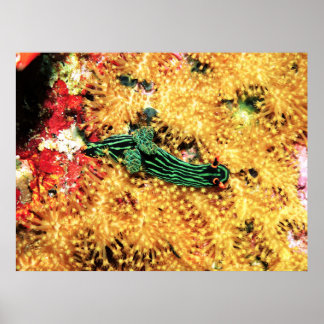 Poster No coral amarelo
