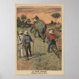 Poster No francês Congo, o elefante treinou a ploughing