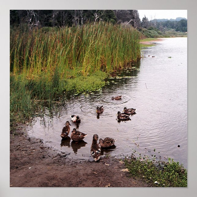 Poster No pântano.... (Frente)