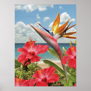 Poster no paraíso de Alan Giana "hibiscus"