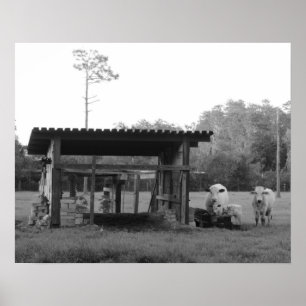 Pôster No Ranch - - Vacas - Preto e Branco