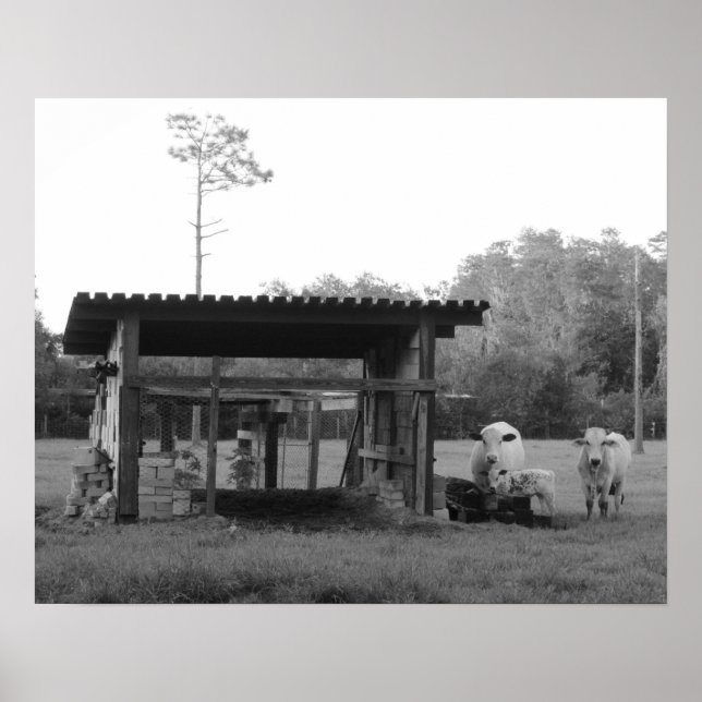 Pôster No Ranch - - Vacas - Preto e Branco (Frente)