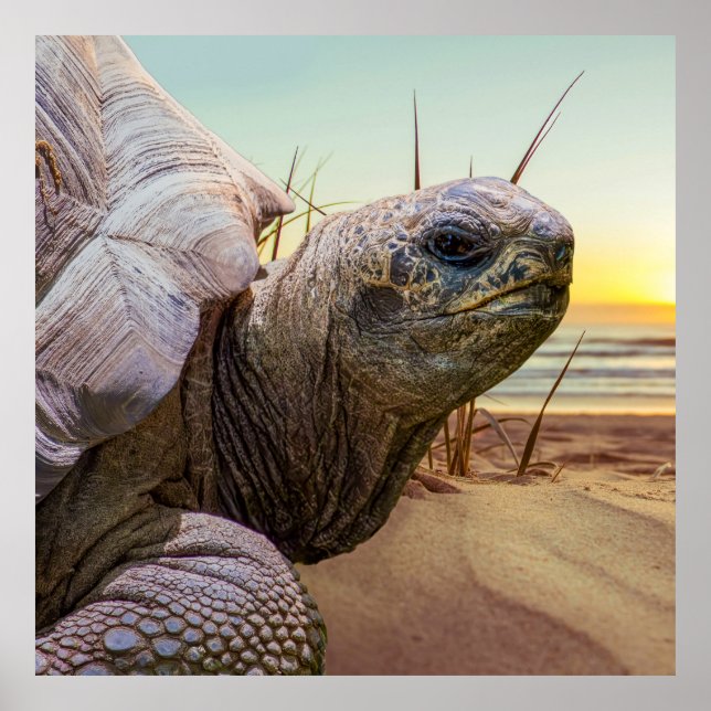 Poster No Rush (Frente)