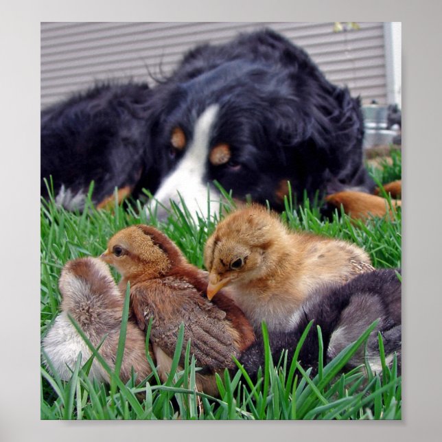 Pôster No trabalho (Frente)