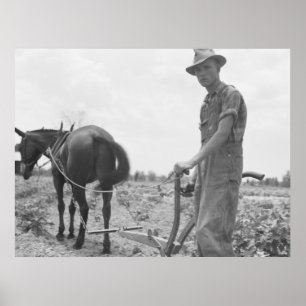Pôster No trabalho no algodão