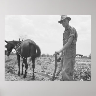 Pôster No trabalho no algodão