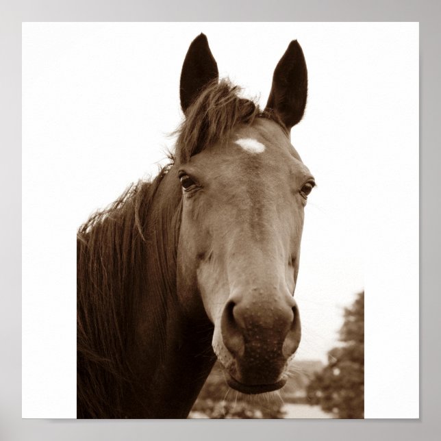 Poster Noble Horse (Frente)