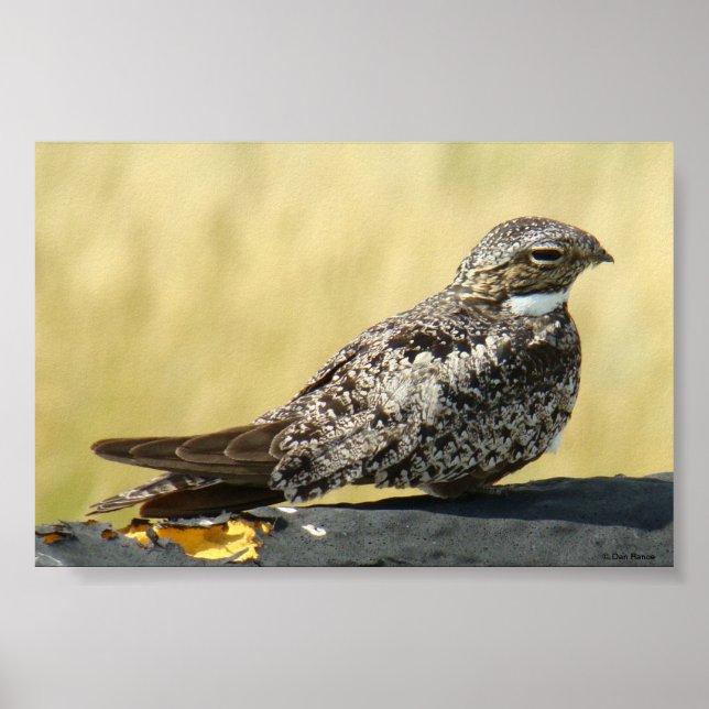 Pôster Noctívago-americano (Frente)