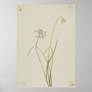 Poster Nodding Onion (Allium cernuum)