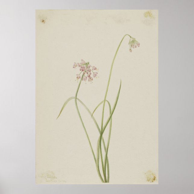 Poster Nodding Onion (Allium cernuum) (Frente)