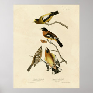 Poster Noite, Aves de Grosbeak Audubon da América