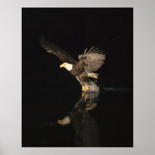 PÔSTER NOITE EAGLE