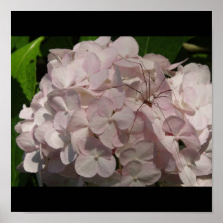 Pôster Noiva e pernas de Pai