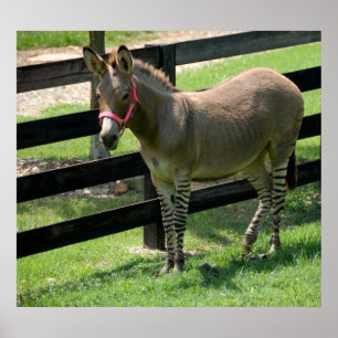 Pôster Nome de Zonkey para a mistura do asno e da zebra