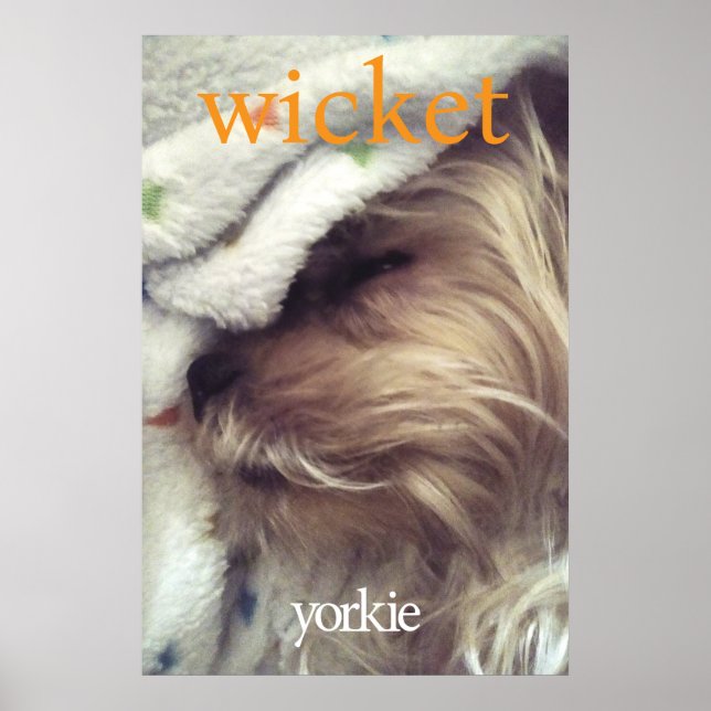 Poster Nome e Foto do Yorkie Laranja (Frente)
